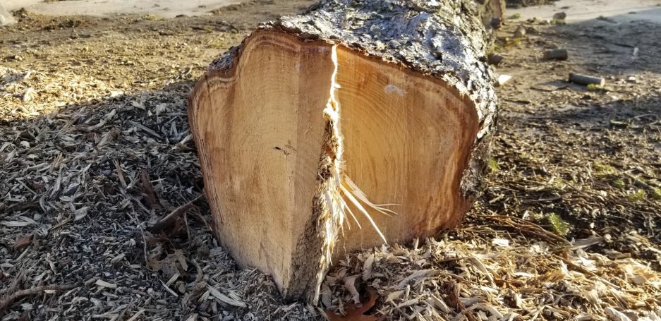 High Grain Brewery pine log from the end before being handcrafted into a Pine Log Live Edge Slab Bench.