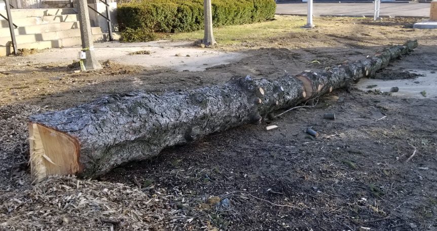 High Grain Brewery pine log from the side before being handcrafted into a Pine Log Live Edge Slab Bench.